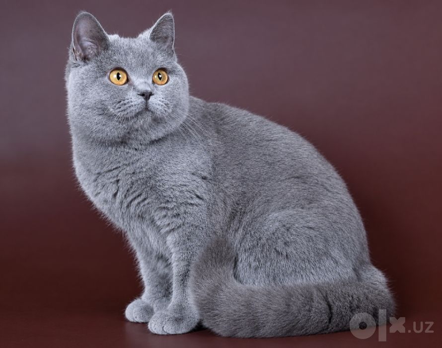 Срочно!!! Британский кот,чистого происхождения