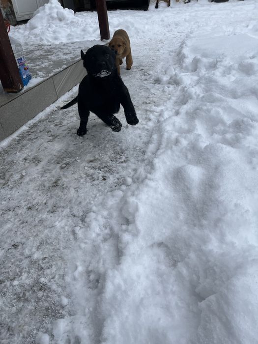 Donez căței Rottweiler cu ciobanesc