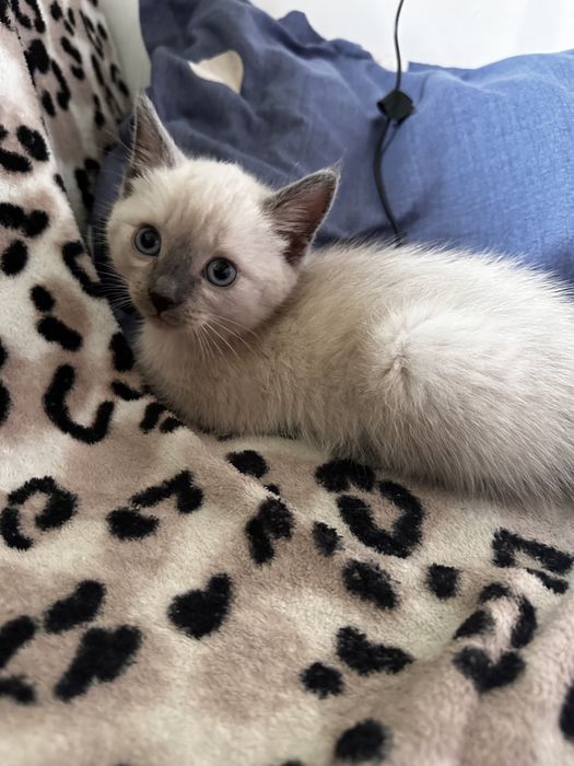 котенок мальчик в добрые руки.