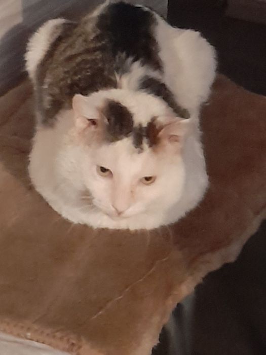 Кот мышелов, крысолов!