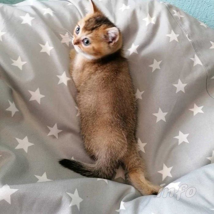 Породистые Шиншиллы продам