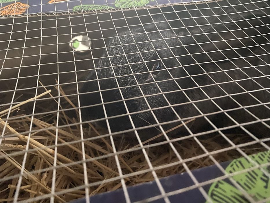 Кролик породистый