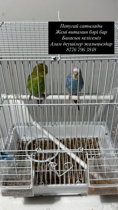 Попугай животные