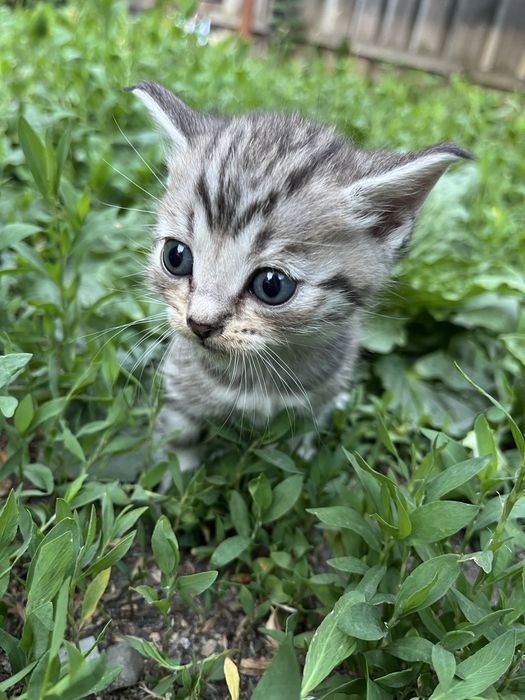 Отдам котят в добрые руки