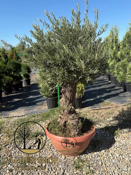 Vând plante ornamentale la preț mic