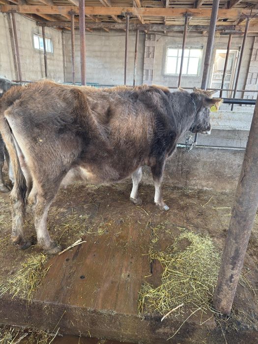Продам стельных коров.