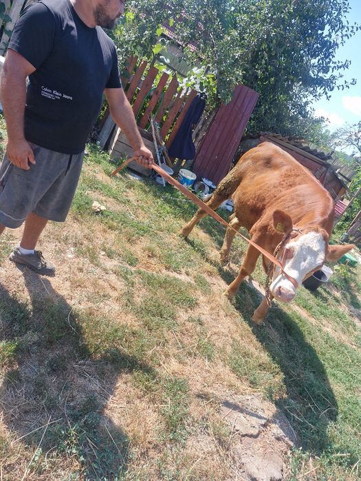 Vand sau schinb juninca injur de 500 de kg