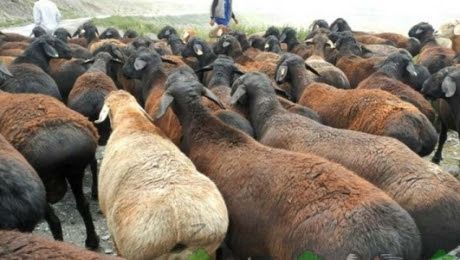 Қой семіз. Кой семіз