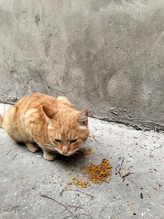 Рыжий молодой котик бесплатно