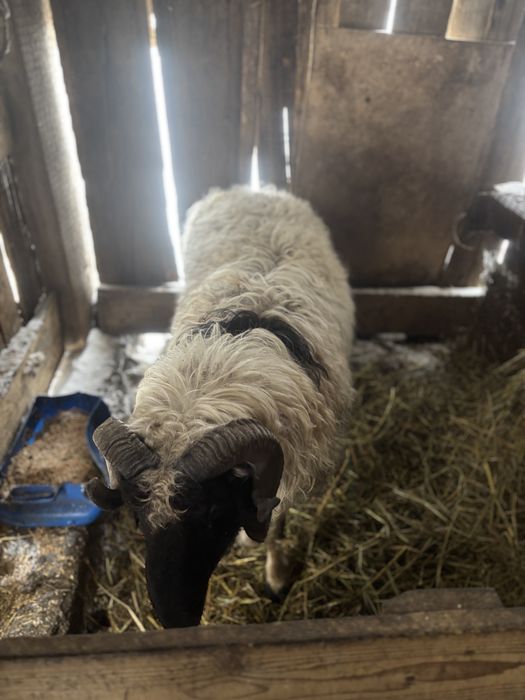 Бараны и овцы на откорме