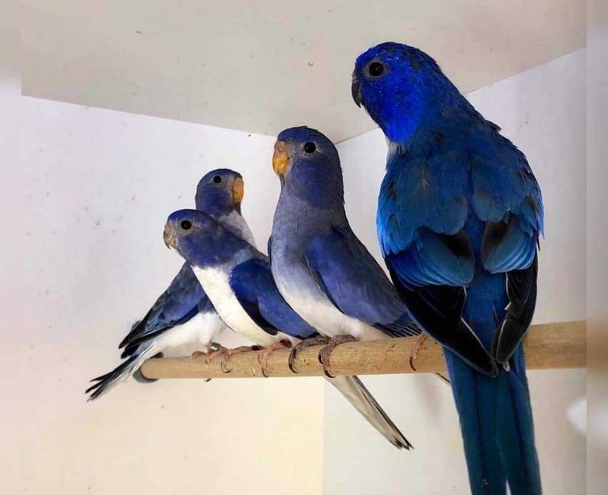 papagali:nimfă kakariki rosella,gri,amazon,cacadu,aratinga,Alexander