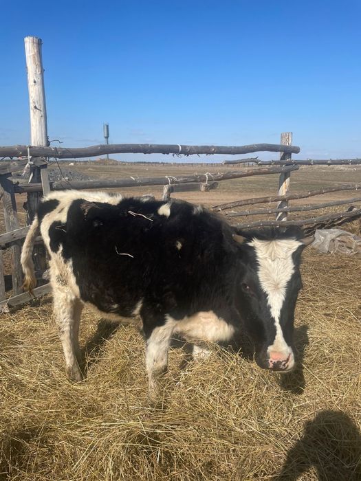 Продам! Телки от симменталсках коров