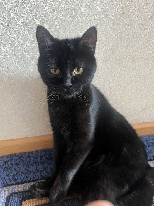 Отдам кошку Блэкки в добрые руки