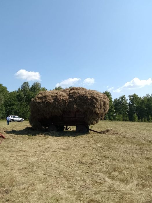 Сена,разнотравие