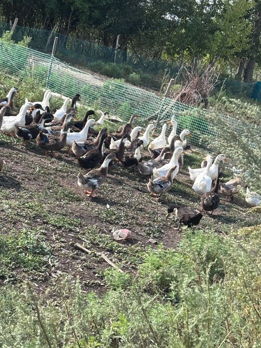 Продам утят оптом