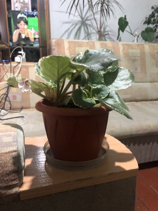 Продаю комнатные цветы