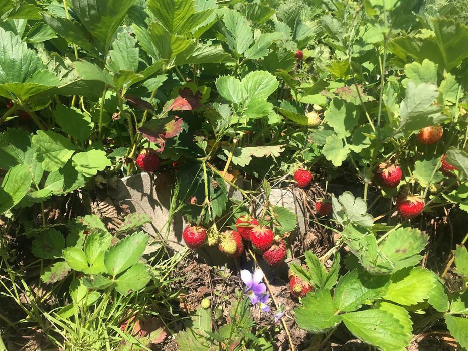 Продам дачу в п. Солнечный