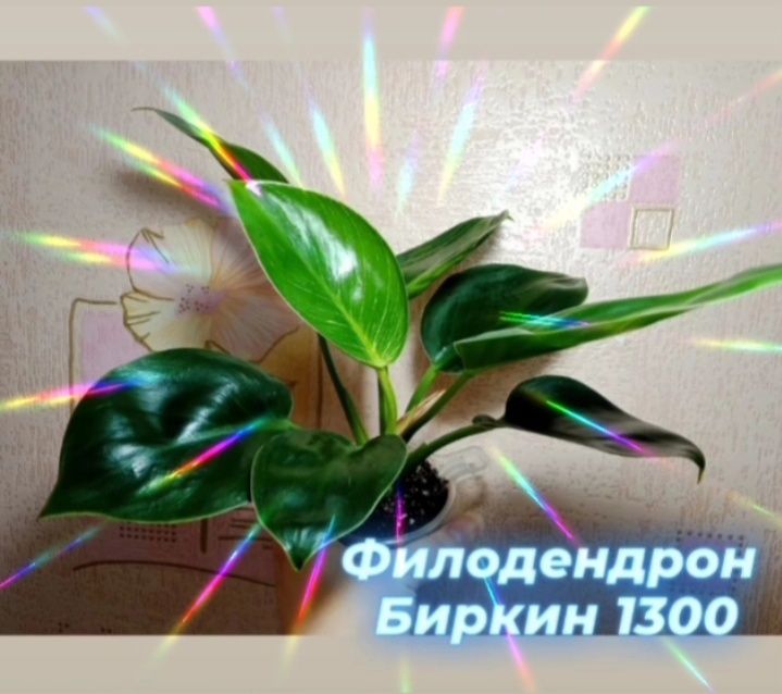Комнатные цветы, растения