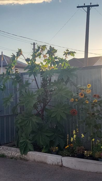 Продаю семена клещевины