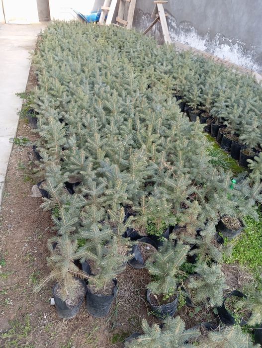 Голубой ел сорт Костер