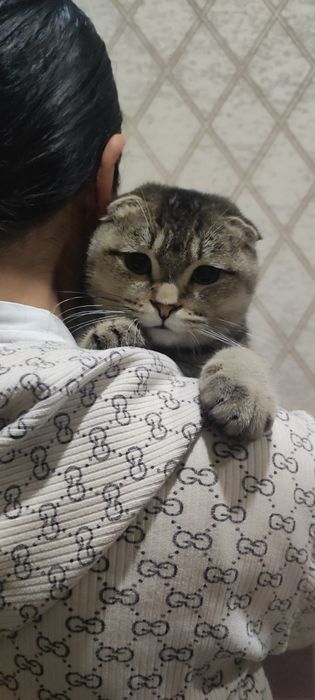 6-oyli mushuk 9-oyga kafolat beraman