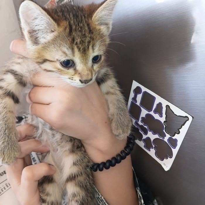 Отдам котят в добрые ручки