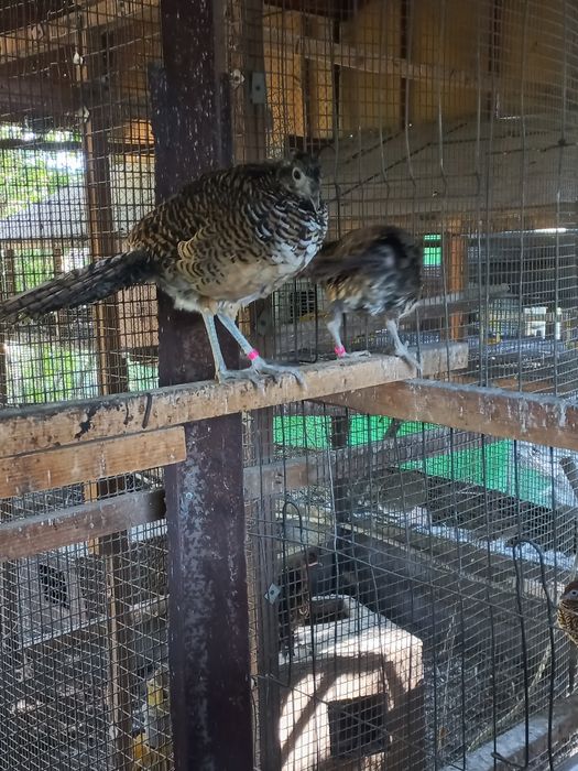 Фазан алмазный...