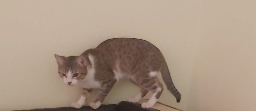 Отдам бесплатно кота