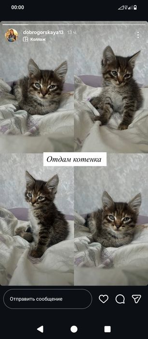 Отдам котят в добрые руки