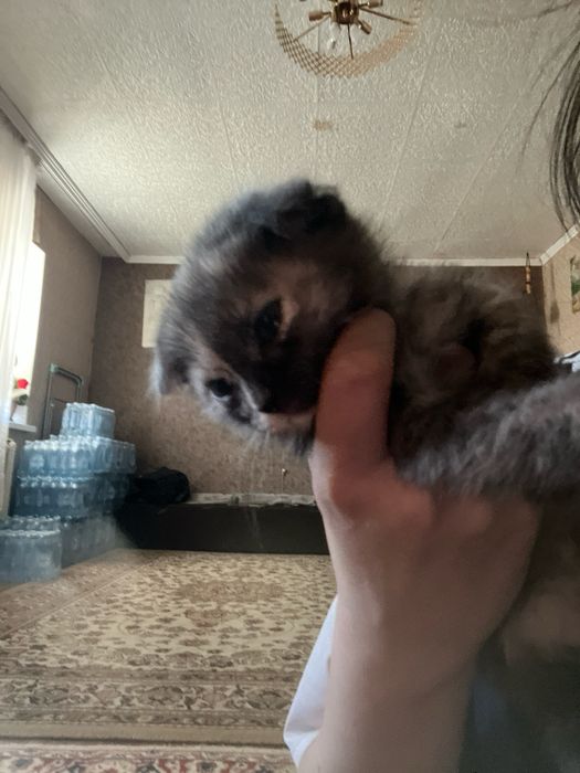 Котята двухмесячные, девочка и мальчик.