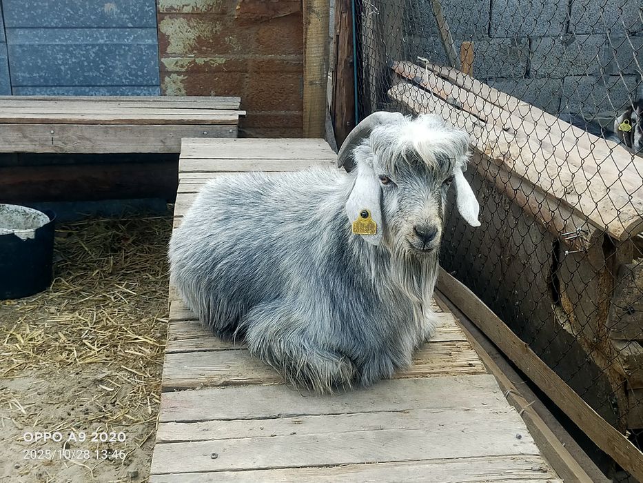 Текелер сатылады