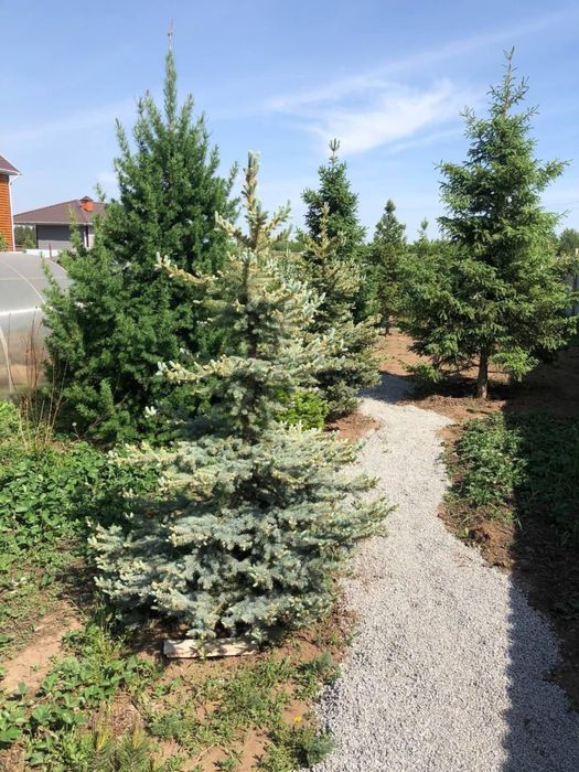 Продам экстра хвойные растения