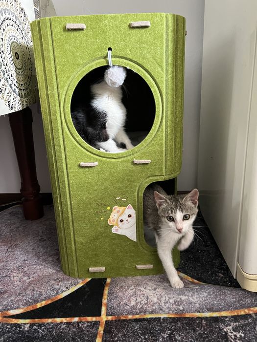 Отдам в добрые руки