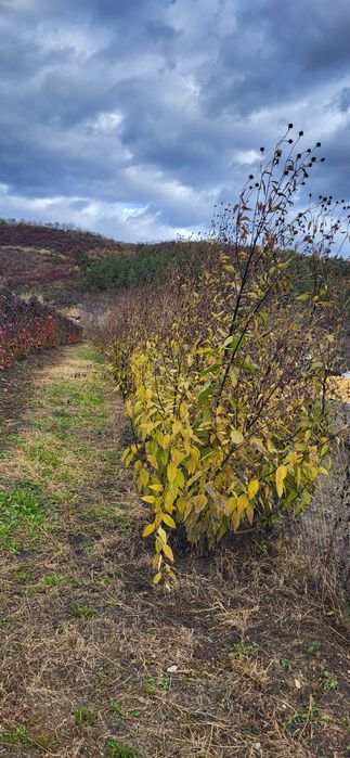 Topinambur bio productie proprie