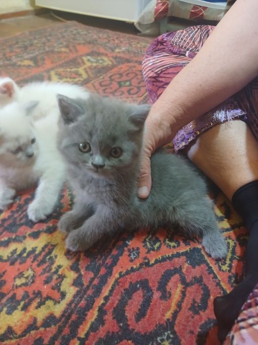 Продаются кошки с детьми