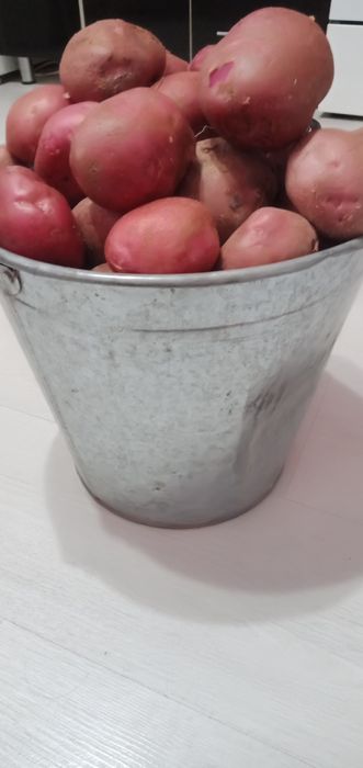 Продам домашнюю картошку