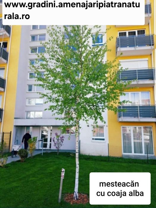 Mesteacan decorativ, artar verde, paltin de munte, carpen, fag,frasin