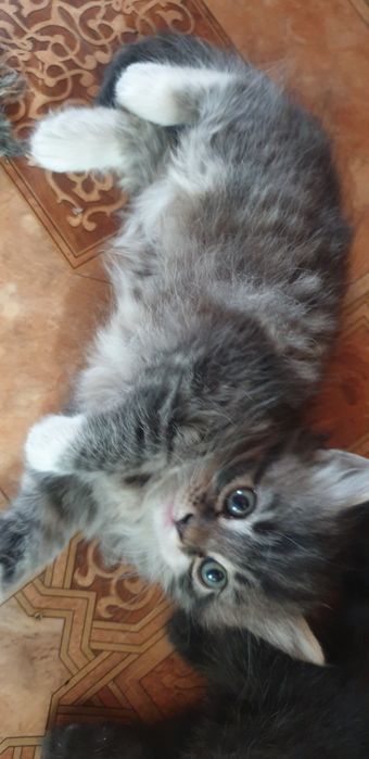Дарю красивых котят