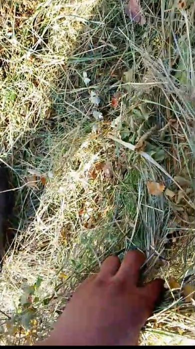 Продам сено Луговое 7 тыс с доставкой