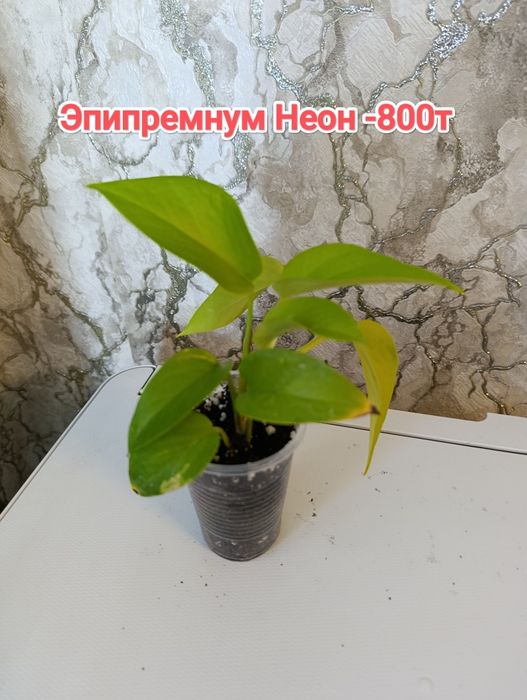 Комнатные растения кжби