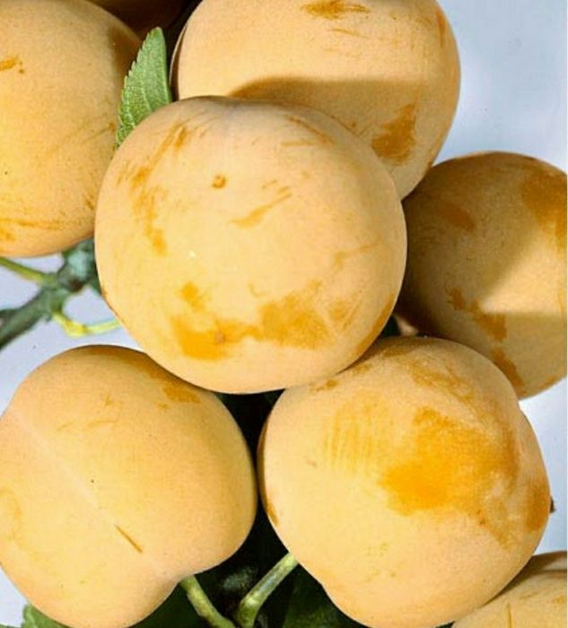 Prun Honey White