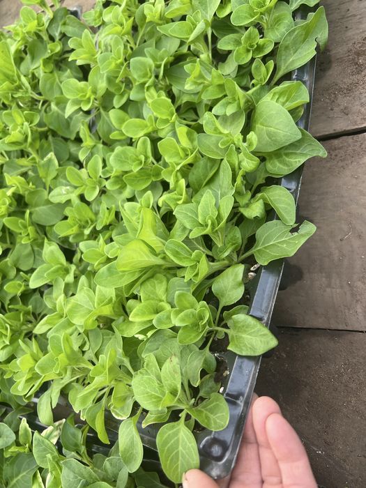 Петуния Экибастуз продам