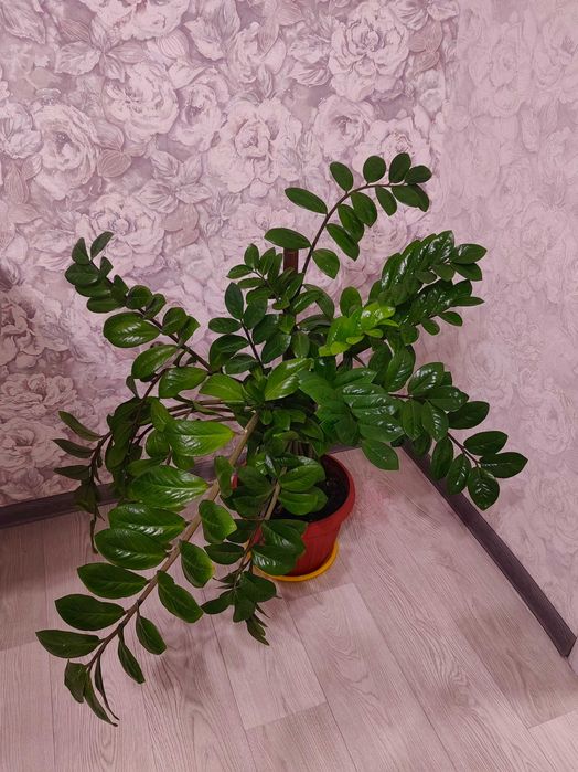 Растения и цветы