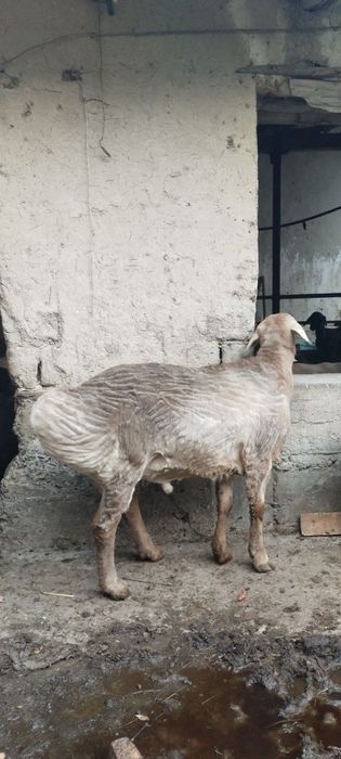 Zotga quchqor sotiladi arashan buyi uzun chiroyli qo'chqor