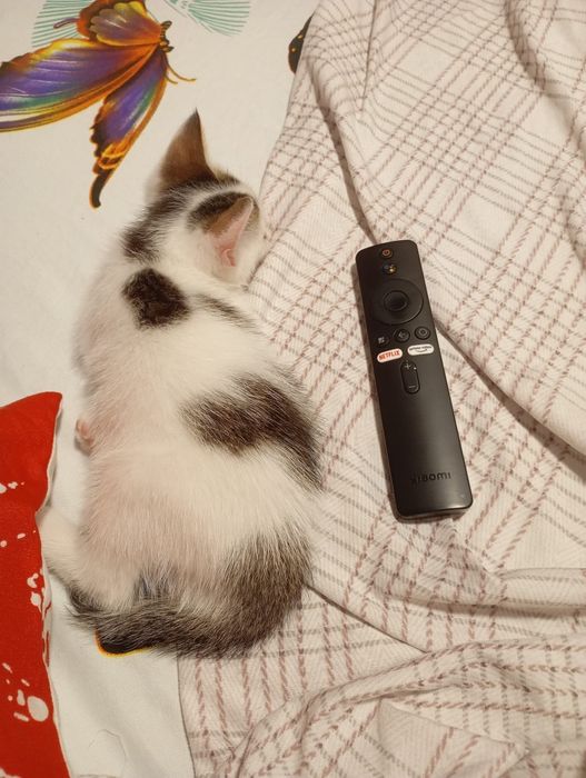 2 motanei spre adoptie