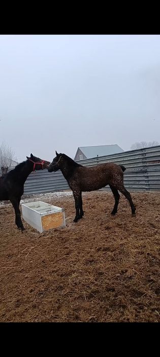 Тай Кунан лошадь