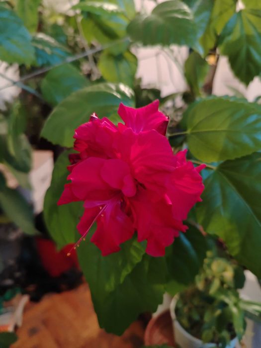 Стайни цветя различни видове