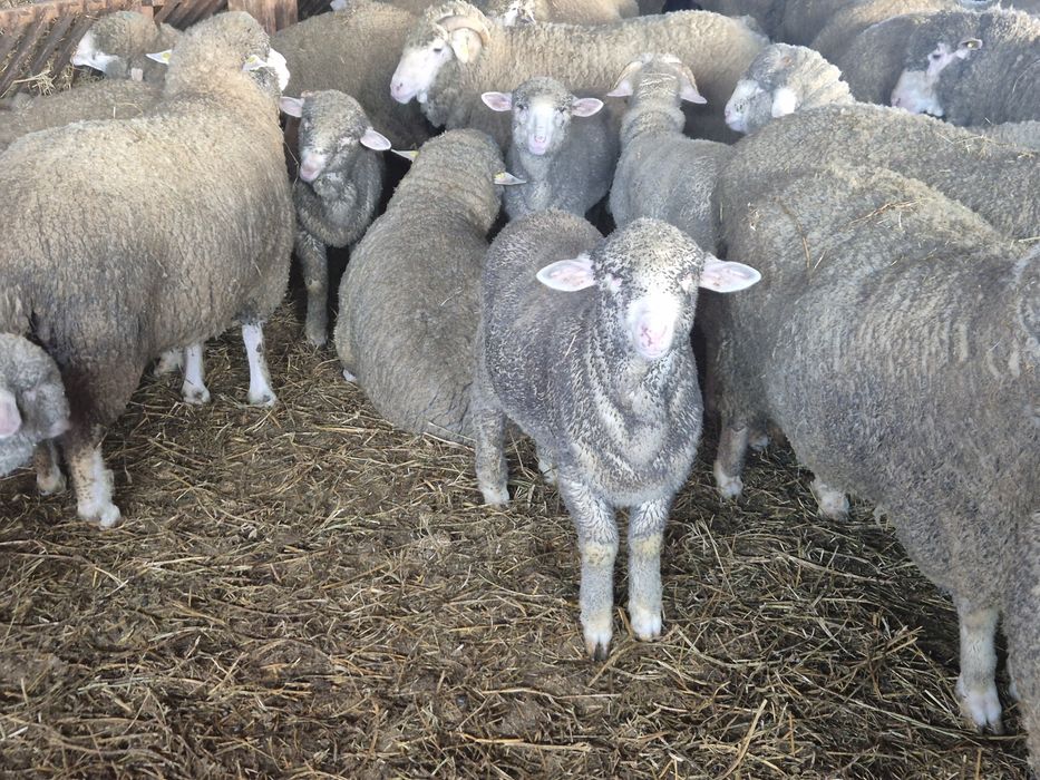 Mielute si berbecuti merinos de palas