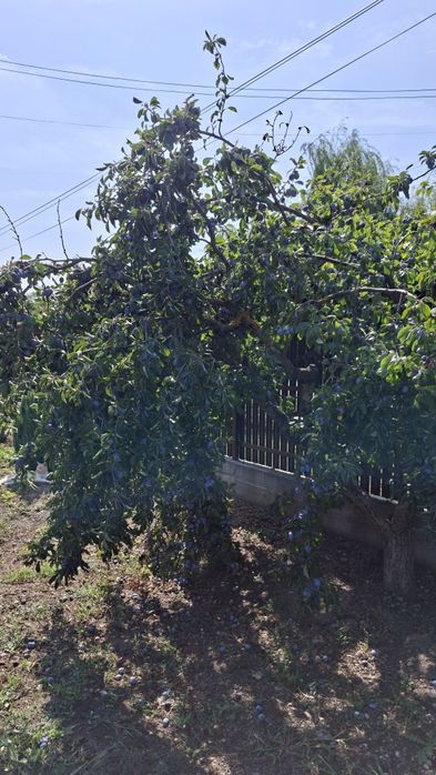 Prune pentru țuică