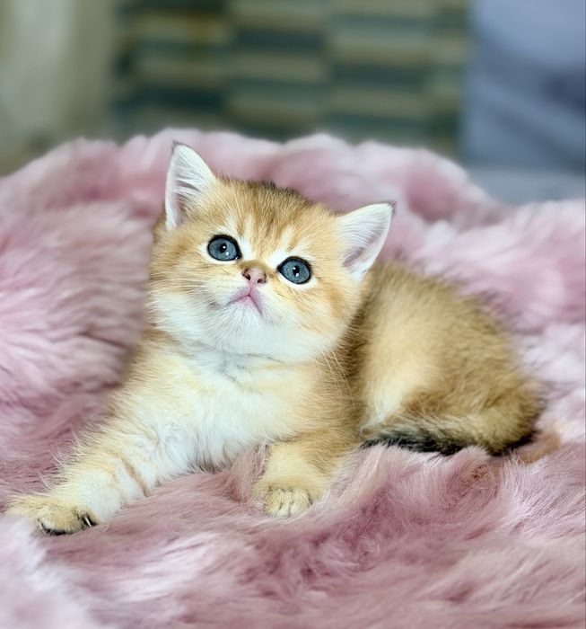 Котята с документами